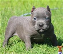 american pit bull puppy posted by Exotic Bully